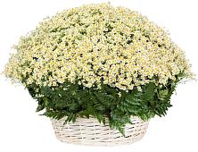 Цветочная композиция из Ромашки в корзине #REPLACE_PRED# Балакирево